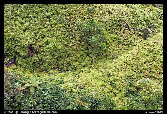 Tropical Ferns seen from above. Oahu island, Hawaii, USA (color)