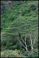 Luxuriant vegetation below cliff, Koolau Mountains. Oahu island, Hawaii, USA