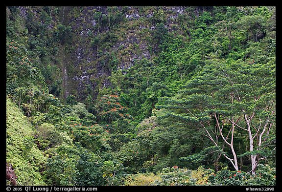 Luxuriant vegetation below cliff, Koolau Mountains. Oahu island, Hawaii, USA (color)