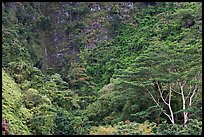Luxuriant vegetation below cliff, Koolau Mountains. Oahu island, Hawaii, USA (color)