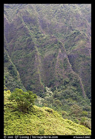 Hillside and Pali. Oahu island, Hawaii, USA (color)