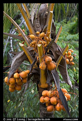 Golden coconut fruits. Oahu island, Hawaii, USA