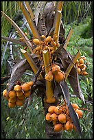 Golden coconut fruits. Oahu island, Hawaii, USA ( color)