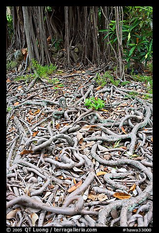Roots of Banyan tree. Oahu island, Hawaii, USA