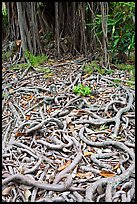 Roots of Banyan tree. Oahu island, Hawaii, USA ( color)