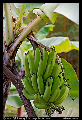 Bananas on the tree. Oahu island, Hawaii, USA