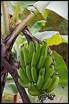 Bananas on the tree. Oahu island, Hawaii, USA