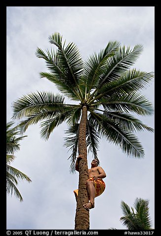 Samoan man climbing coconut tree. Polynesian Cultural Center, Oahu island, Hawaii, USA (color)