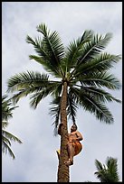 Samoan man climbing coconut tree. Polynesian Cultural Center, Oahu island, Hawaii, USA ( color)