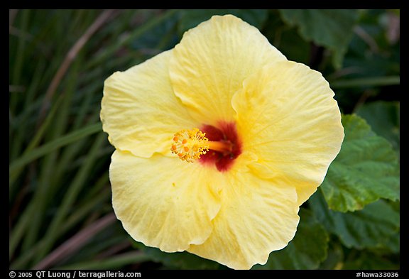 Yellow hibiscus. Oahu island, Hawaii, USA