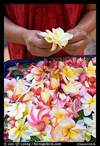 Hands holding fresh flowers, while making a lei, International Marketplace. Waikiki, Honolulu, Oahu island, Hawaii, USA