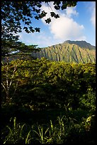 Tropical forest and  Koolau Mountains. Oahu island, Hawaii, USA ( color)