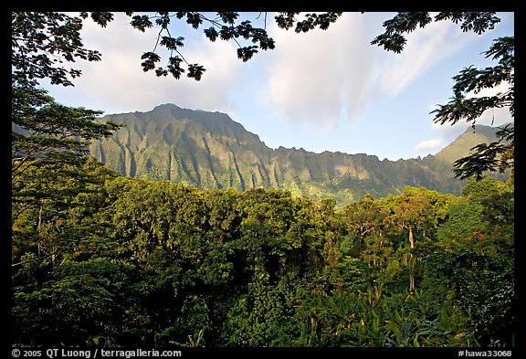 Tropical forest and  Koolau Mountains. Oahu island, Hawaii, USA