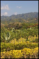 Fruit trees, hills, and mountains, Laie, afternoon. Oahu island, Hawaii, USA (color)