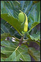Fruit and leaves of the breadfruit tree. Oahu island, Hawaii, USA