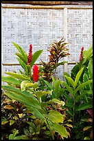 Wild ginger flower and wall of hut. Polynesian Cultural Center, Oahu island, Hawaii, USA ( color)