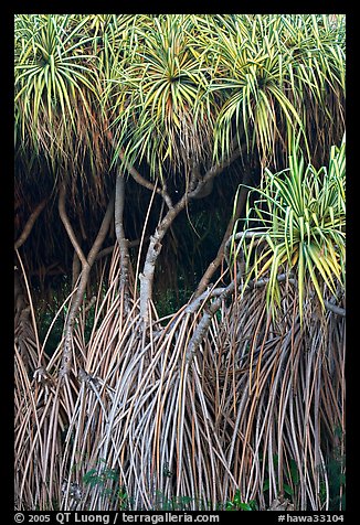 Pandanus trees (Hawaiian Hala). Oahu island, Hawaii, USA