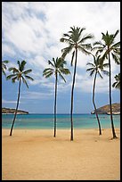 Palm trees and empty beach, Hanauma Bay. Oahu island, Hawaii, USA (color)