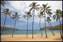 Palm trees and deserted beach, Hanauma Bay. Oahu island, Hawaii, USA ( color)
