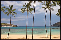 Palm trees and empty beach, Hanauma Bay. Oahu island, Hawaii, USA