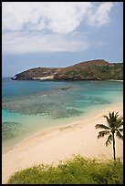 Palm tree,  beach, and Hanauma Bay with no people. Oahu island, Hawaii, USA (color)