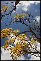 Branches of yellow trumpet trees  and clouds. Kauai island, Hawaii, USA (color)