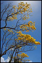 Branches of yellow trumpet trees (Tabebuia aurea). Kauai island, Hawaii, USA ( color)