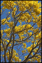 Yellow trumpet tree (Tabebuia aurea)  branches. Kauai island, Hawaii, USA ( color)