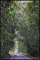 Road through tunnel of trees. Kauai island, Hawaii, USA