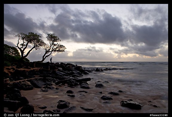 Fisherman, trees, and ocean, dawn. Kauai island, Hawaii, USA