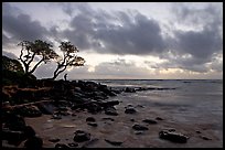 Fisherman, trees, and ocean, dawn. Kauai island, Hawaii, USA (color)
