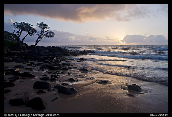 Windblown trees and ocean, Lydgate Park, sunrise. Kauai island, Hawaii, USA