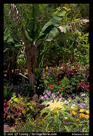 Flowers and banana tree, National Botanical Garden Visitor Center. Kauai island, Hawaii, USA