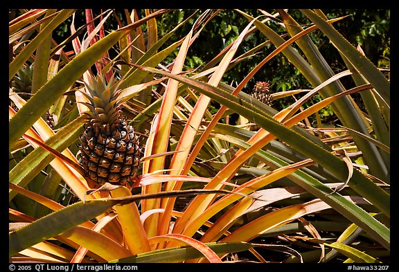 Pineapple, National Botanical Garden Visitor Center. Kauai island, Hawaii, USA (color)