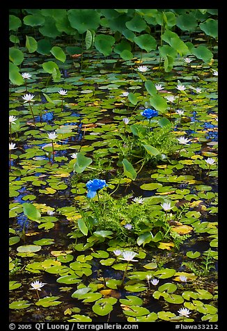 Blue aquatic flowers and water lilies. Kauai island, Hawaii, USA