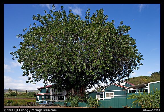 Banyan tree and house, Hanapepe. Kauai island, Hawaii, USA (color)
