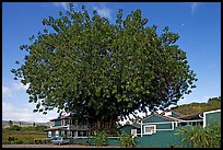 Banyan tree and house, Hanapepe. Kauai island, Hawaii, USA ( color)