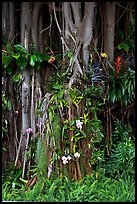 Banyan roots and tropical flowers, Hanapepe. Kauai island, Hawaii, USA ( color)