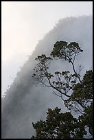 Tree and mist, Kalalau lookout, late afternoon. Kauai island, Hawaii, USA