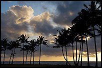 Palm trees and clouds, Kapaa, sunrise. Kauai island, Hawaii, USA ( color)
