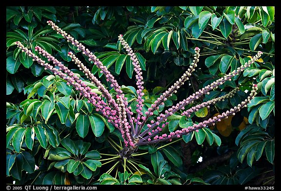 Tropical bloom on a tree. Kauai island, Hawaii, USA
