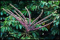 Tropical bloom on a tree. Kauai island, Hawaii, USA (color)