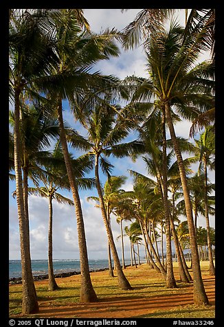 Palm tree grove, Kapaa, early morning. Kauai island, Hawaii, USA