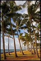 Palm tree grove, Kapaa, early morning. Kauai island, Hawaii, USA ( color)
