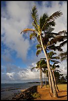 Palm trees and ocean, Kapaa, early morning. Kauai island, Hawaii, USA ( color)