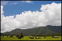 Horses in pasture near Anahola. Kauai island, Hawaii, USA (color)