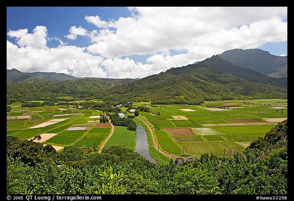 Hanalei Valley with patchwork taro fields,  mid-day. Kauai island, Hawaii, USA