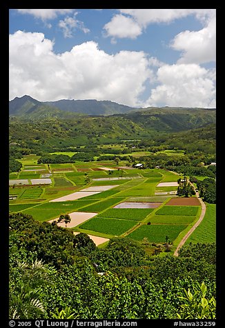 Patchwork of taro fields seen from Hanalei Lookout, mid-day. Kauai island, Hawaii, USA