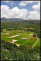 Patchwork of taro fields seen from Hanalei Lookout, mid-day. Kauai island, Hawaii, USA ( color)