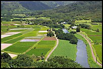 Taro fields and Hanalei River. Kauai island, Hawaii, USA (color)